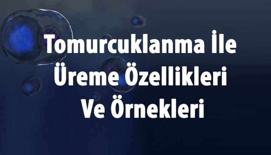 Tomurcuklanarak Üreme Nedir, Hangi Canlılarda Ve Nasıl Gerçekleşir Tomurcuklanma İle Üreme Özellikleri Ve Örnekleri