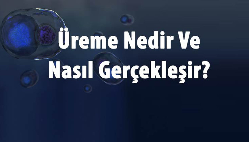 Üreme Nedir Ve Nasıl Gerçekleşir Üreme Çeşitleri Ve Örnekleri
