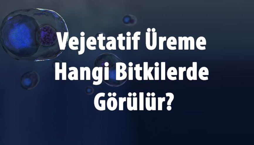 Vejetatif Üreme Nedir, Nasıl Olur Ve Çeşitleri Nelerdir Vejetatif Üreme Hangi Bitkilerde Görülür