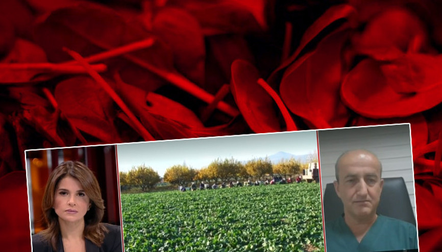 Trabzon ve Giresunda paniğe neden olmuştu İşte güzelavrat otunun zehirlenme belirtileri