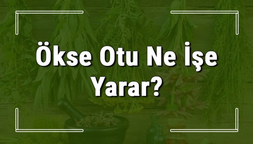 Ökse otu nedir, ne işe yarar ve nerede yetişir Ökse otunun faydaları nelerdir ve neye iyi gelir