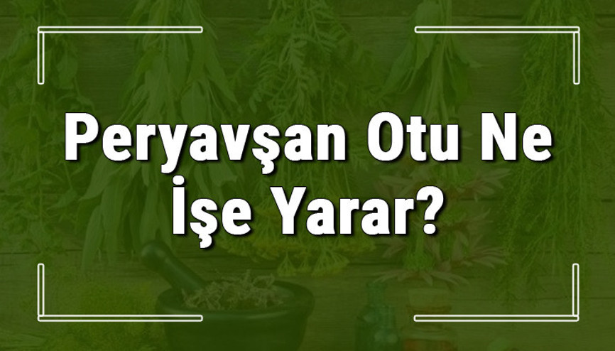 Peryavşan otu nedir, ne işe yarar ve nerede yetişir Peryavşan otunun faydaları nelerdir ve neye iyi gelir