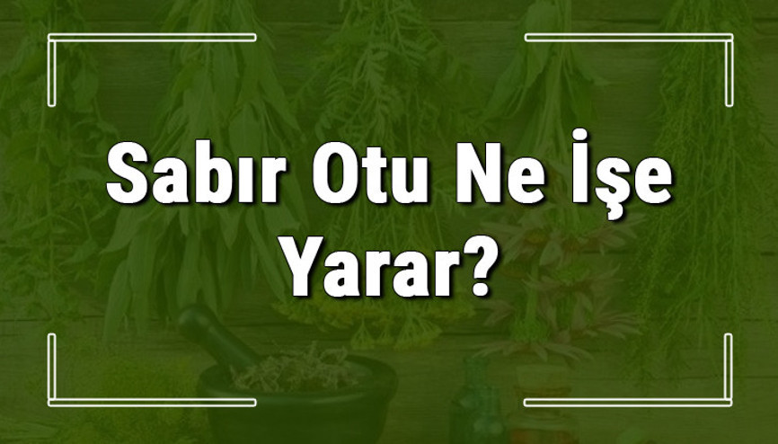 Sabır otu nedir, ne işe yarar ve nerede yetişir Sabır otunun faydaları nelerdir ve neye iyi gelir
