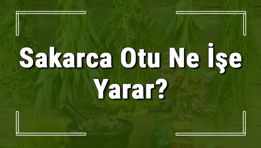 Sakarca otu nedir, ne işe yarar ve nerede yetişir Sakarca otunun faydaları nelerdir ve neye iyi gelir