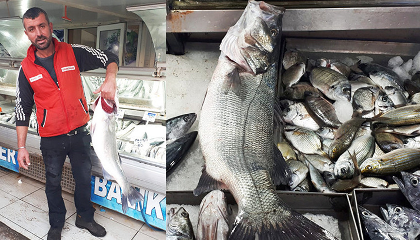 Çanakkale Boğazında 7 kiloluk levrek yakaladı