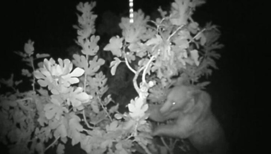 Efsaneye dönüşmüştü, görüntülendi Burdurda ilk kez görüldü