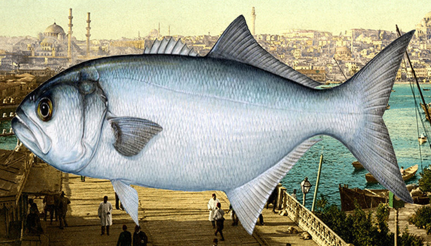 Vay lüfer vay... İstanbulun simgesi küllerinden doğuyor Vay lüfer vay... İstanbulun simgesi küllerinden doğuyor