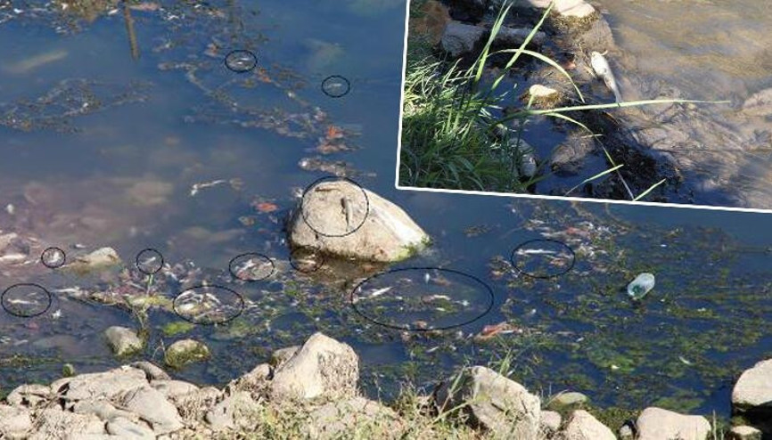 Su seviyesi azalan Dicle Nehri’nde ölü balıklar kıyıya vurdu