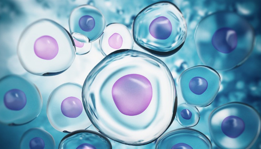 Kısırlık için kök hücre tedavileri hangi aşamada