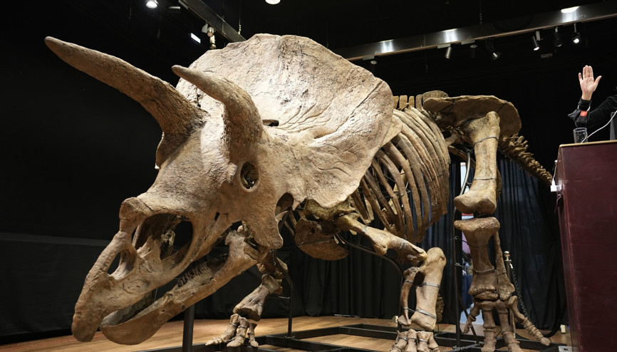 Bilinen en büyük boynuzlu dinozor Big Johnun kalıntıları 8 milyon dolara satıldı