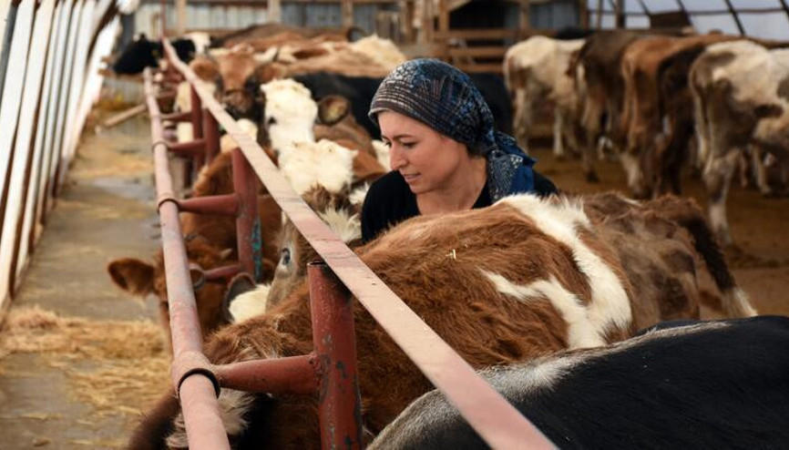 Devletten aldıkları destekle baba mesleği hayvancılığı sürdürüyorlar