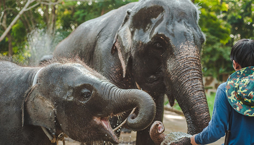 Kaçak avlanma yüzünden evrim geçirdiler Filler artık dişsiz doğuyor...