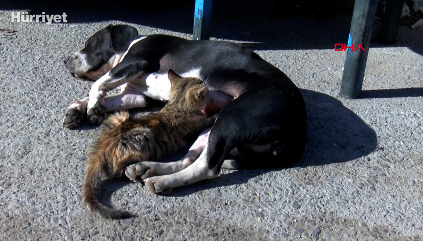 Anneleri ölen kedileri fındık adlı köpek emziriyor