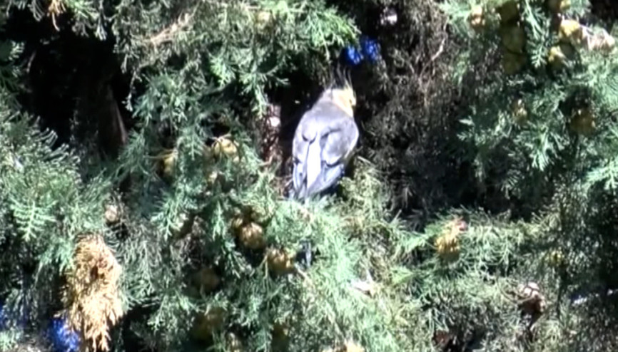 Sultan papağanı evden kaçtı; itfaiye ve aile yakalamak için seferber oldu