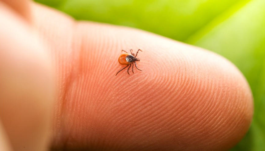 Lyme hastalığı nedir, belirtileri neler İşte Lyme hastalığının belirtileri ve tedavisi hakkında bilgiler
