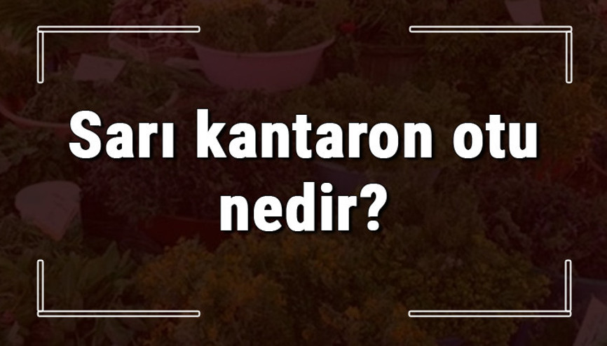 Sarı kantaron otu nedir, ne işe yarar ve nerede yetişir Sarı kantaron otunun faydaları nelerdir ve neye iyi gelir