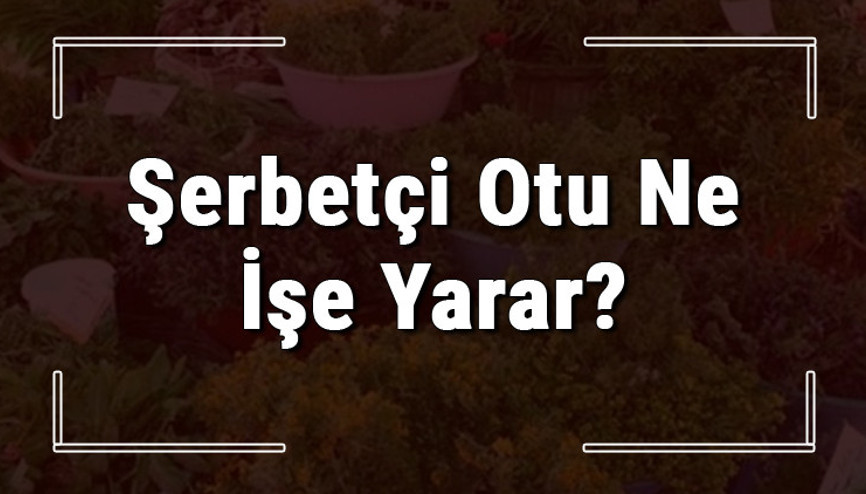 Şerbetçi otu nedir, ne işe yarar ve nerede yetişir Şerbetçi otunun faydaları nelerdir ve neye iyi gelir