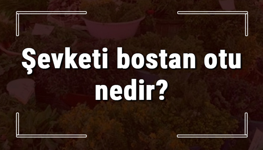 Şevketi bostan otu nedir, ne işe yarar ve nerede yetişir Şevketi bostan otunun faydaları nelerdir ve neye iyi gelir