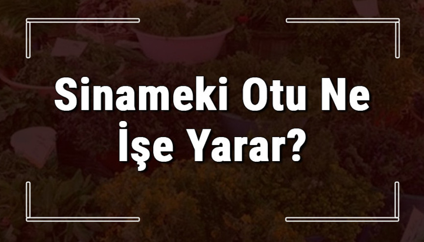 Sinameki otu nedir, ne işe yarar ve nerede yetişir Sinameki otunun faydaları nelerdir ve neye iyi gelir