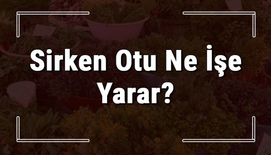 Sirken otu nedir, ne işe yarar ve nerede yetişir Sirken otunun faydaları nelerdir ve neye iyi gelir