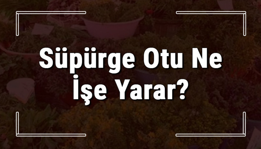 Süpürge otu nedir, ne işe yarar ve nasıl kullanılır Süpürge otunun faydaları nelerdir ve neye iyi gelir