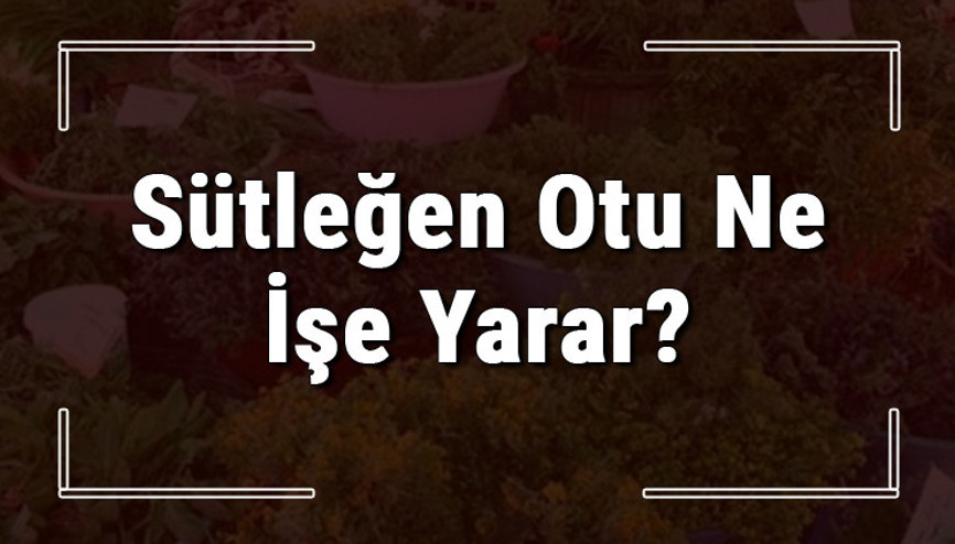 Sütleğen otu nedir, ne işe yarar ve nasıl kullanılır Sütleğen otunun faydaları nelerdir ve neye iyi gelir