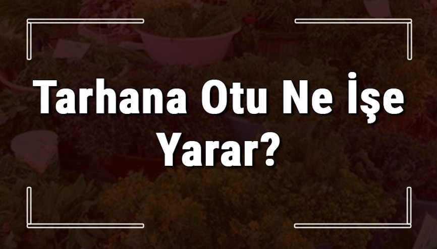 Tarhana otu nedir, ne işe yarar ve nerede yetişir Tarhana otunun faydaları nelerdir ve neye iyi gelir