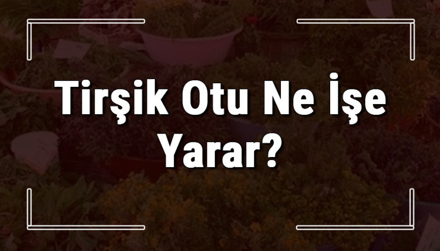 Tirşik otu nedir, ne işe yarar ve nerede yetişir Tirşik otunun faydaları nelerdir ve neye iyi gelir