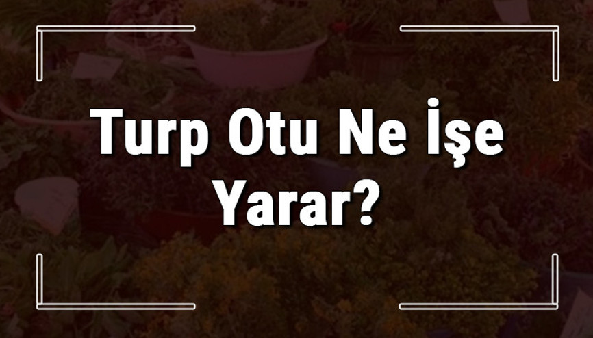 Turp otu nedir, ne işe yarar ve nerede yetişir Turp otunun faydaları nelerdir ve neye iyi gelir