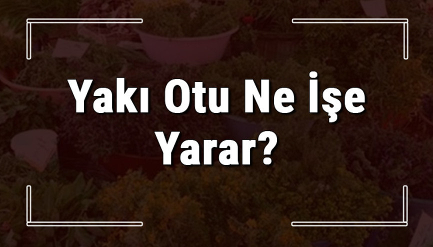 Yakı otu nedir, ne işe yarar ve nerede yetişir Yakı otunun faydaları nelerdir ve neye iyi gelir