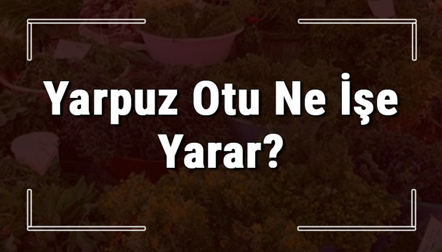 Yarpuz otu nedir, ne işe yarar ve nerede yetişir Yarpuz otunun faydaları nelerdir ve neye iyi gelir