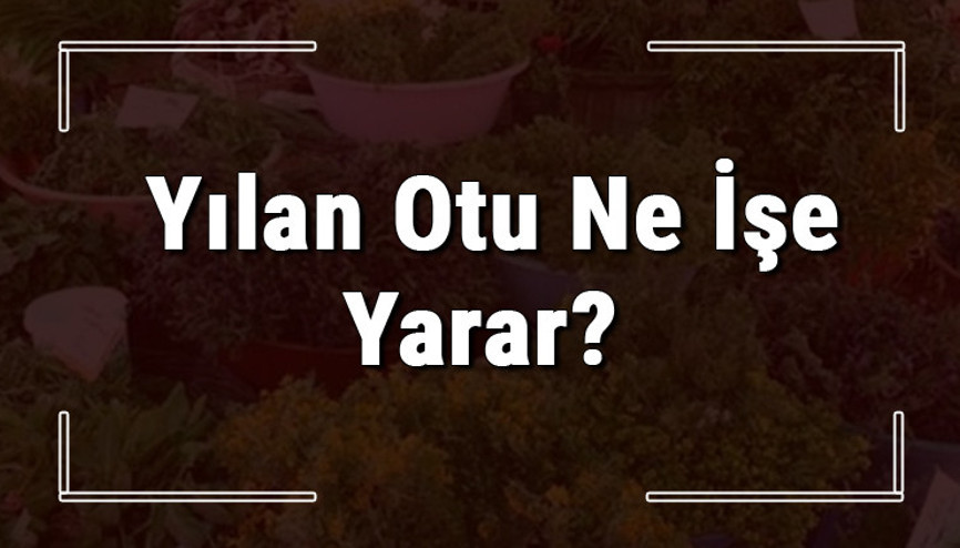 Yılan otu nedir, ne işe yarar ve nerede yetişir Yılan otunun faydaları nelerdir ve neye iyi gelir