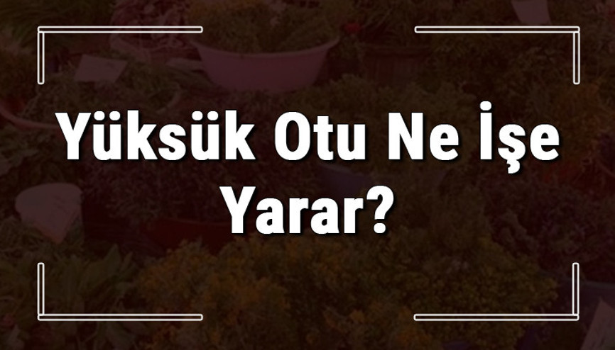 Yüksük otu nedir, ne işe yarar ve nerede yetişir Yüksük otunun faydaları nelerdir ve neye iyi gelir