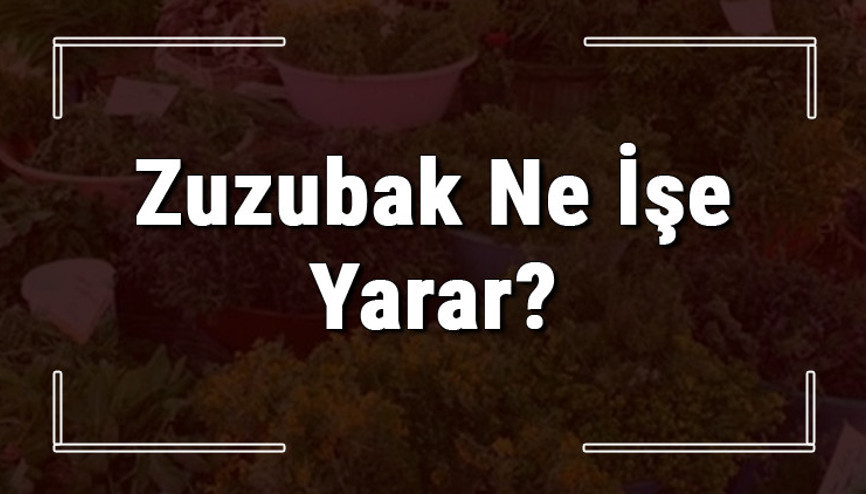 Zuzubak otu nedir, ne işe yarar ve nerede yetişir Zuzubuk bitkisi faydaları nelerdir ve neye iyi gelir
