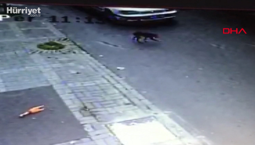 Yavru köpeği ezip, yoluna devam etti