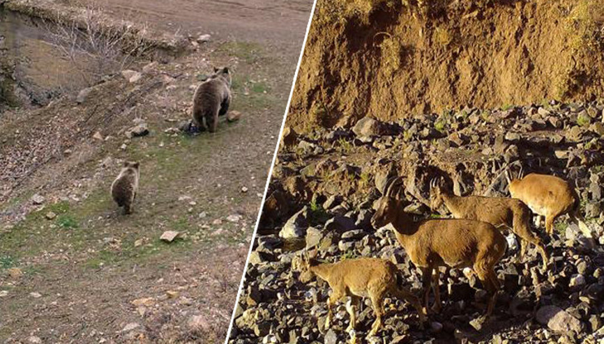 Bingöl’de yaban hayvanları fotokapanda