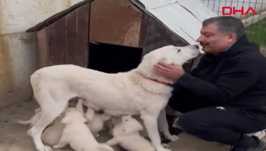 Bakan Koca, doğum yapan köpeğinin görüntüsünü paylaştı