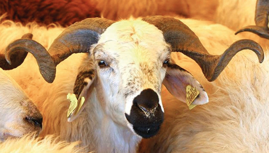 Desteklerde aslan payı hayvancılığın olacak Desteklerde aslan payı hayvancılığın olacak