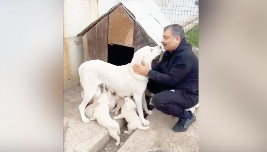 Sultan’ın 7 yavrusu