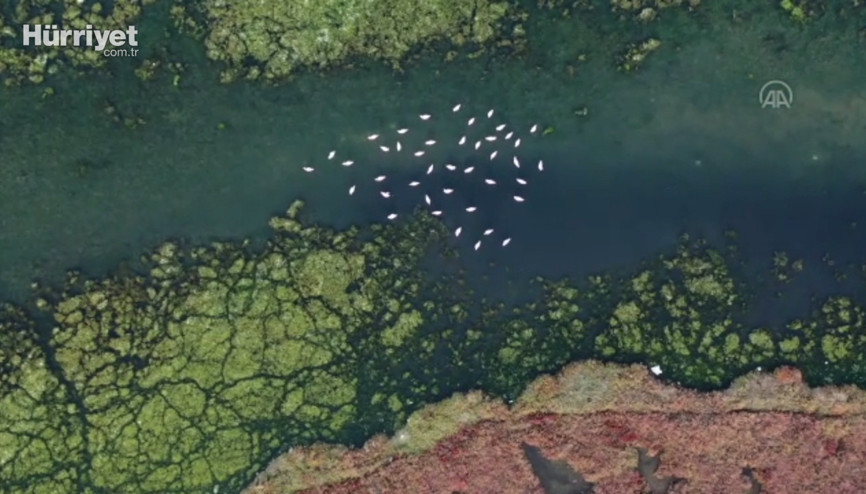 Deniz yosunu İzmir Körfezinde yeniden yayılıyor Deniz yosunu İzmir Körfezinde yeniden yayılıyor