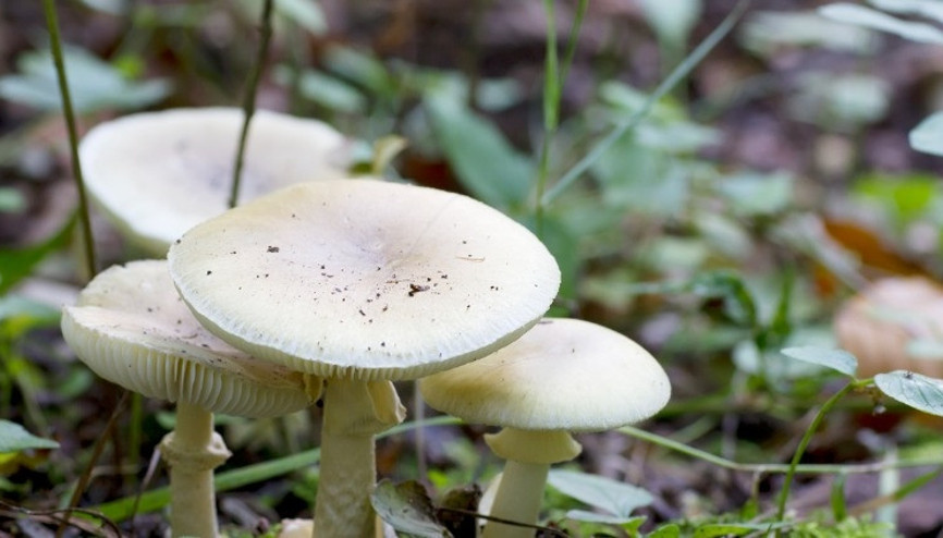 Belgrad Ormanında zehirli köygöçüren mantarlarını kim topladı Bu inanışlar hayatlara mal olabilir