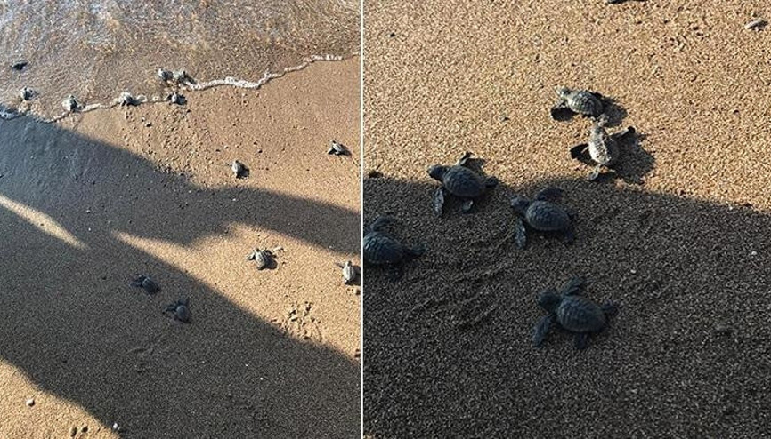 Antalyada Kasım ayında yavru caretta sürprizi