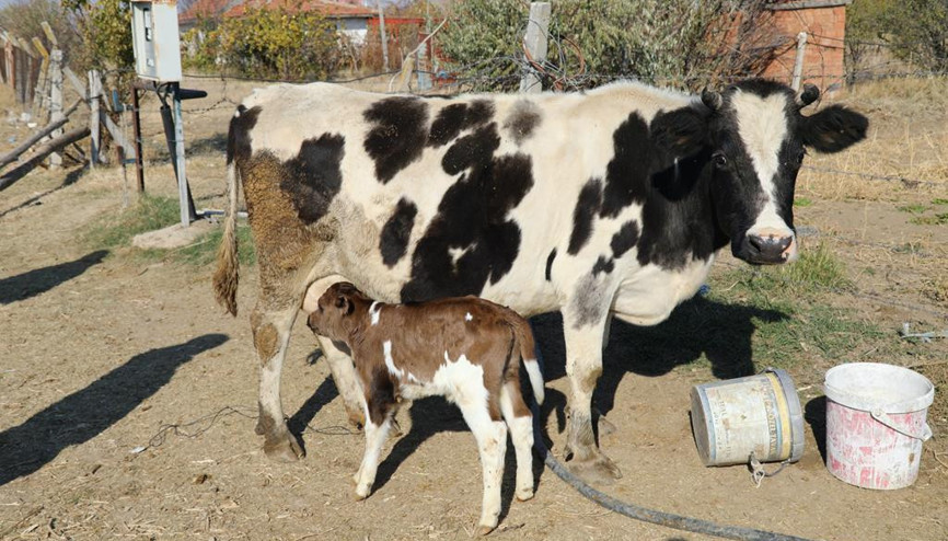 Buzağı ‘Güneş’e anne şefkati