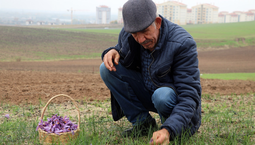 Hobi olarak üretimine başladı... Kilosu 50 bin TL Talebe yetişemiyor Hobi olarak üretimine başladı... Kilosu 50 bin TL Talebe yetişemiyor