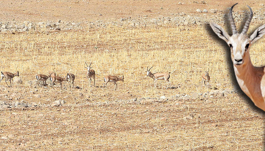 50 yıl sonra Cudi’deler