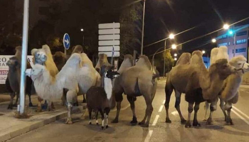 Sirkten kaçan 8 deve ve bir lama Madrid sokaklarında gezdi