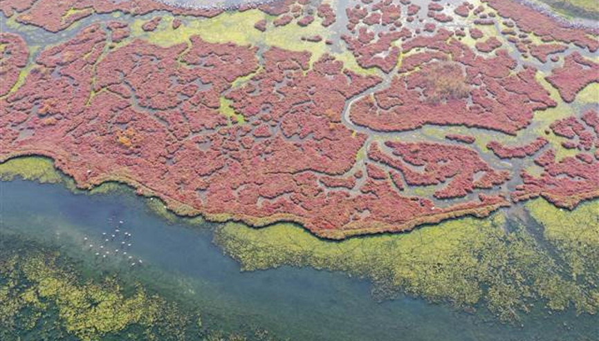 Flamingoların yuvası Çakalburnu Lagünü deniz yosunuyla kaplandı