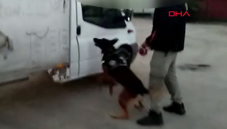 Sebze kasalarındaki 99 kilo esrarı Aşil buldu