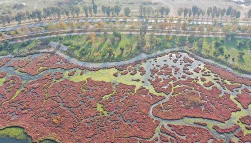 Flamingoların yuvası Çakalburnu Lagünü deniz yosunuyla kaplandı