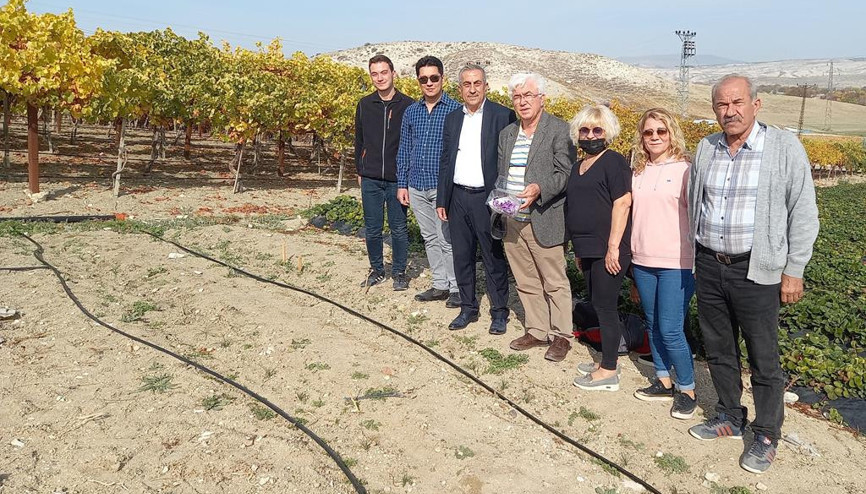 Örnek bahçede safran hasadı